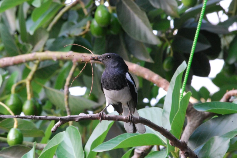 a small bird is on a tree nch eating some fruit