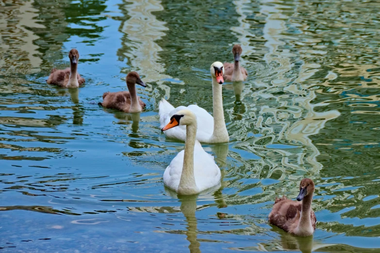 some white ducks and some gray black and orange ones