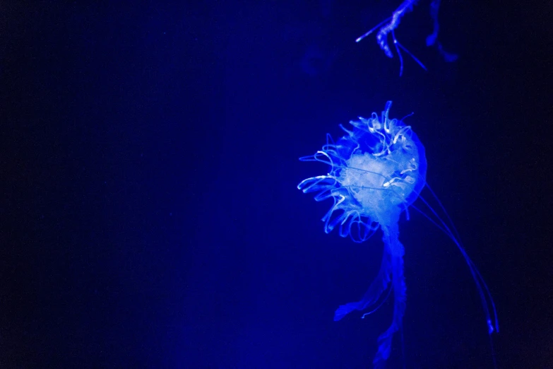 a blue squid in the water near a person's hand