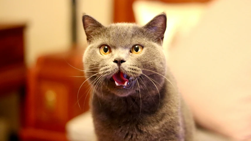 a cat with it's tongue hanging out looking into the camera