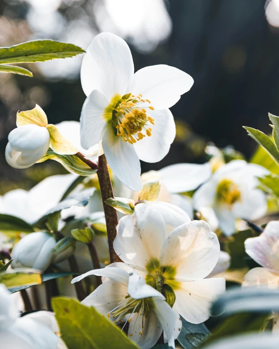 many white flowers with some green leaves and one yellow center