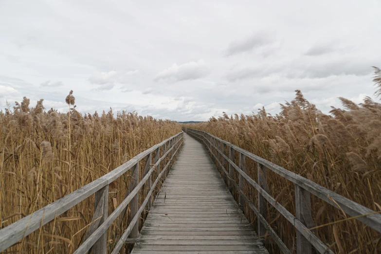 a boardwalk next to tall grass with sky in the background