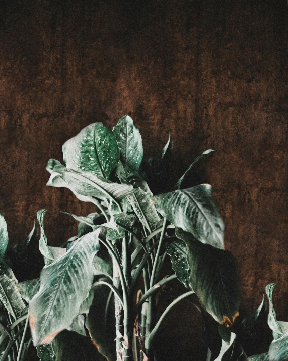 the large leafy plant is sitting on the table