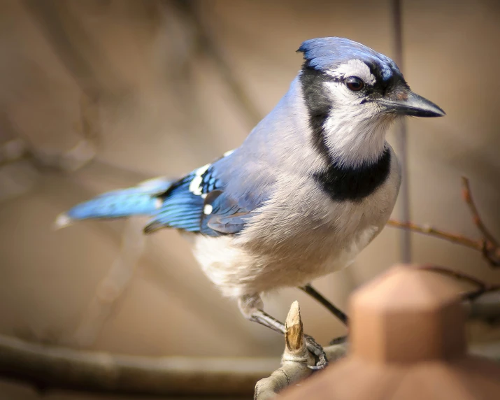 the blue and white bird is sitting on a nch