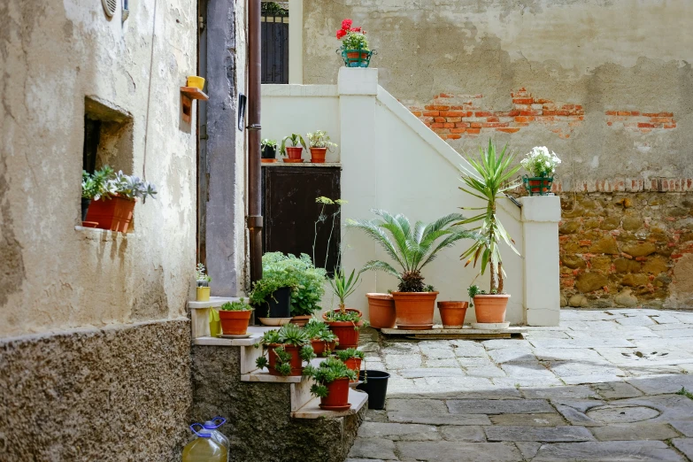 there are pots with plants in different shapes and sizes