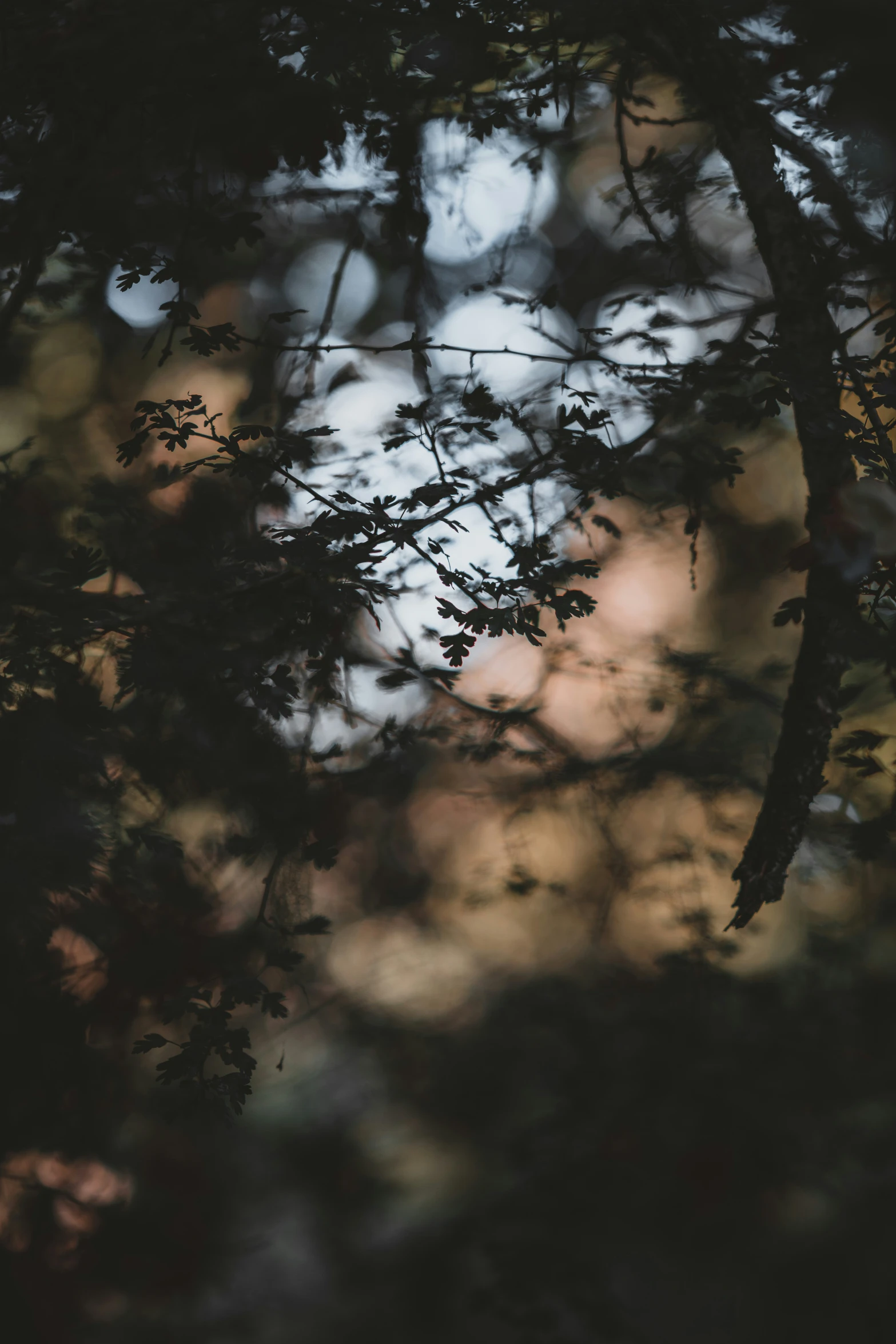 the blurry pograph of a bird sitting on a nch