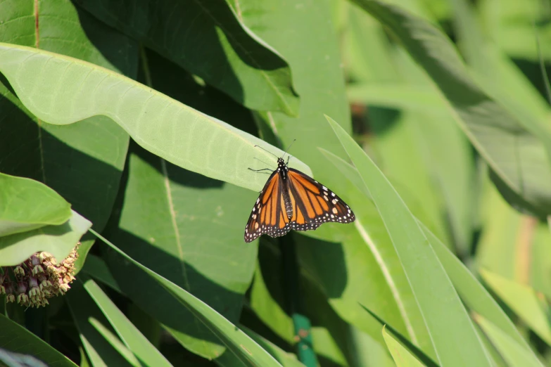 the orange and black erfly is hanging on a green plant