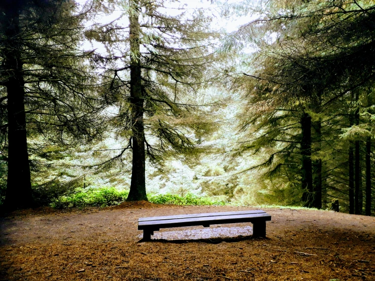 a bench sitting in a field near many trees