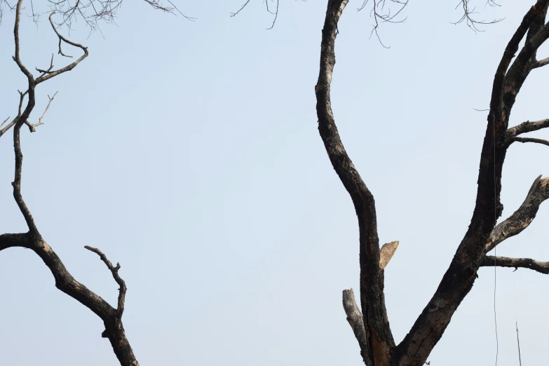 a tree has been pruned for limbs and nches