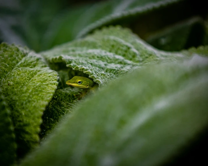 a small yellow and green insect on a leaf