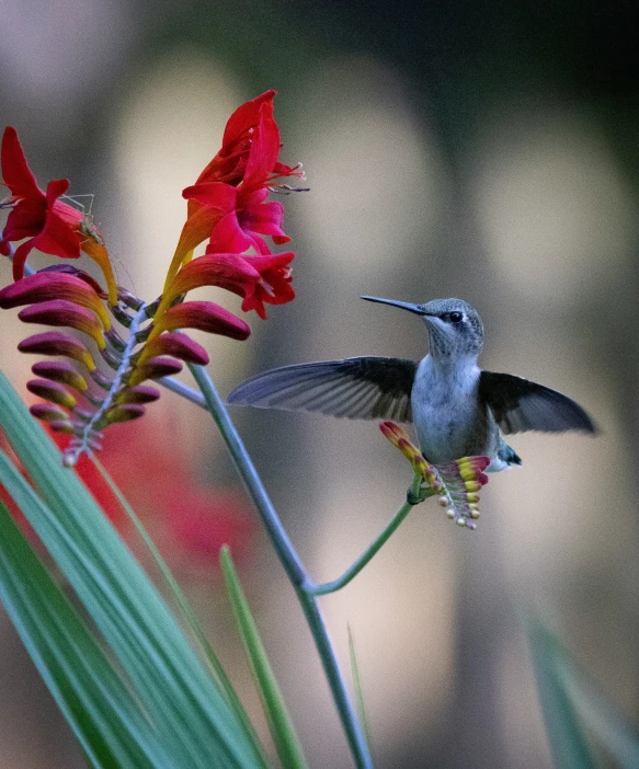 a humming bird flying through the air next to a flower