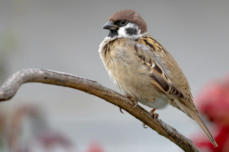 a bird with brown feathers is sitting on a nch