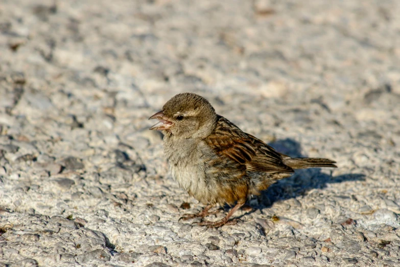 a small bird sitting on the ground during the day