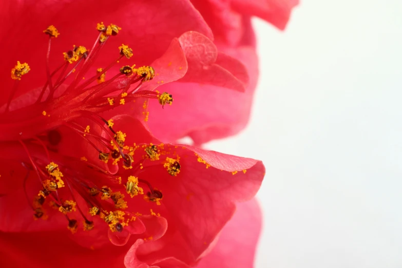 a flower is opening up, which appears to be very intense