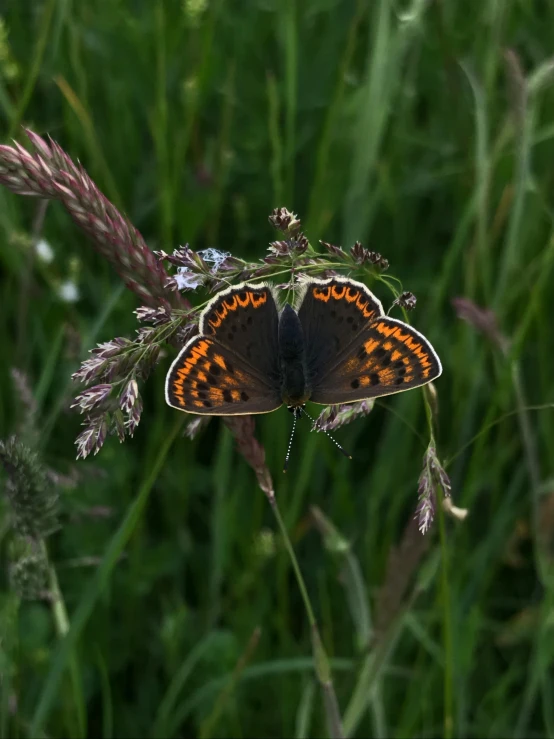 a moth sits on top of a plant in a field