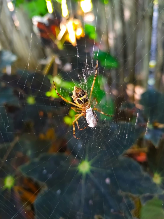 the spider is eating the fly in its web