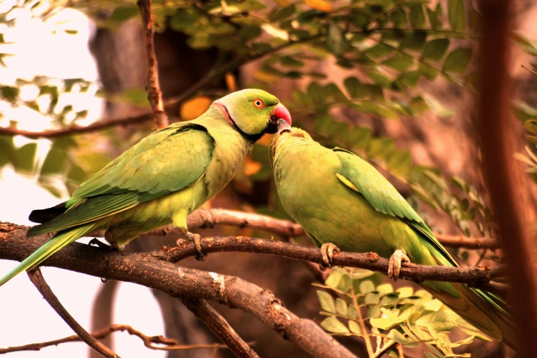 two green birds are sitting in the nches