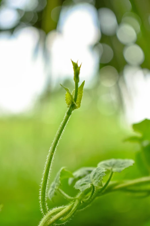 a plant that is growing through the grass