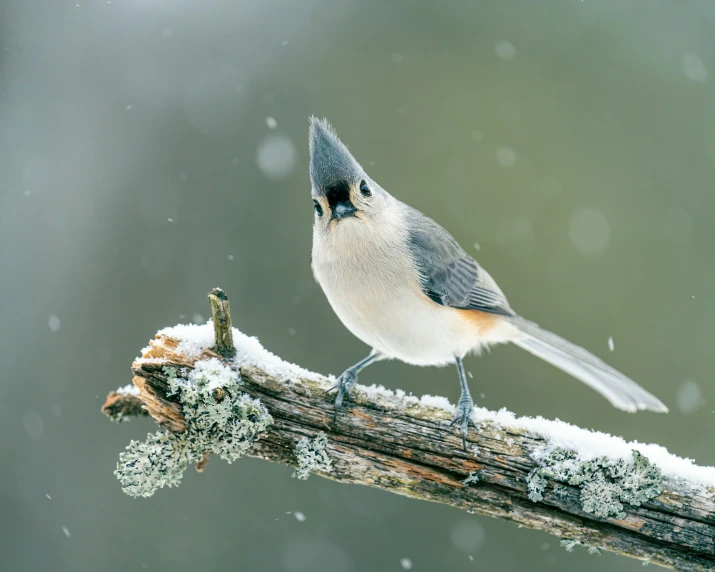 the bird is sitting on the nch while its snow is falling