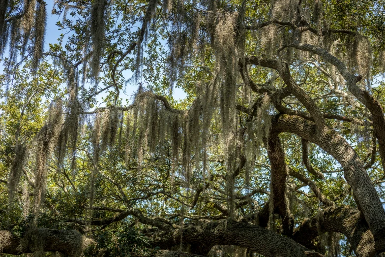 a very large tree with lots of nches