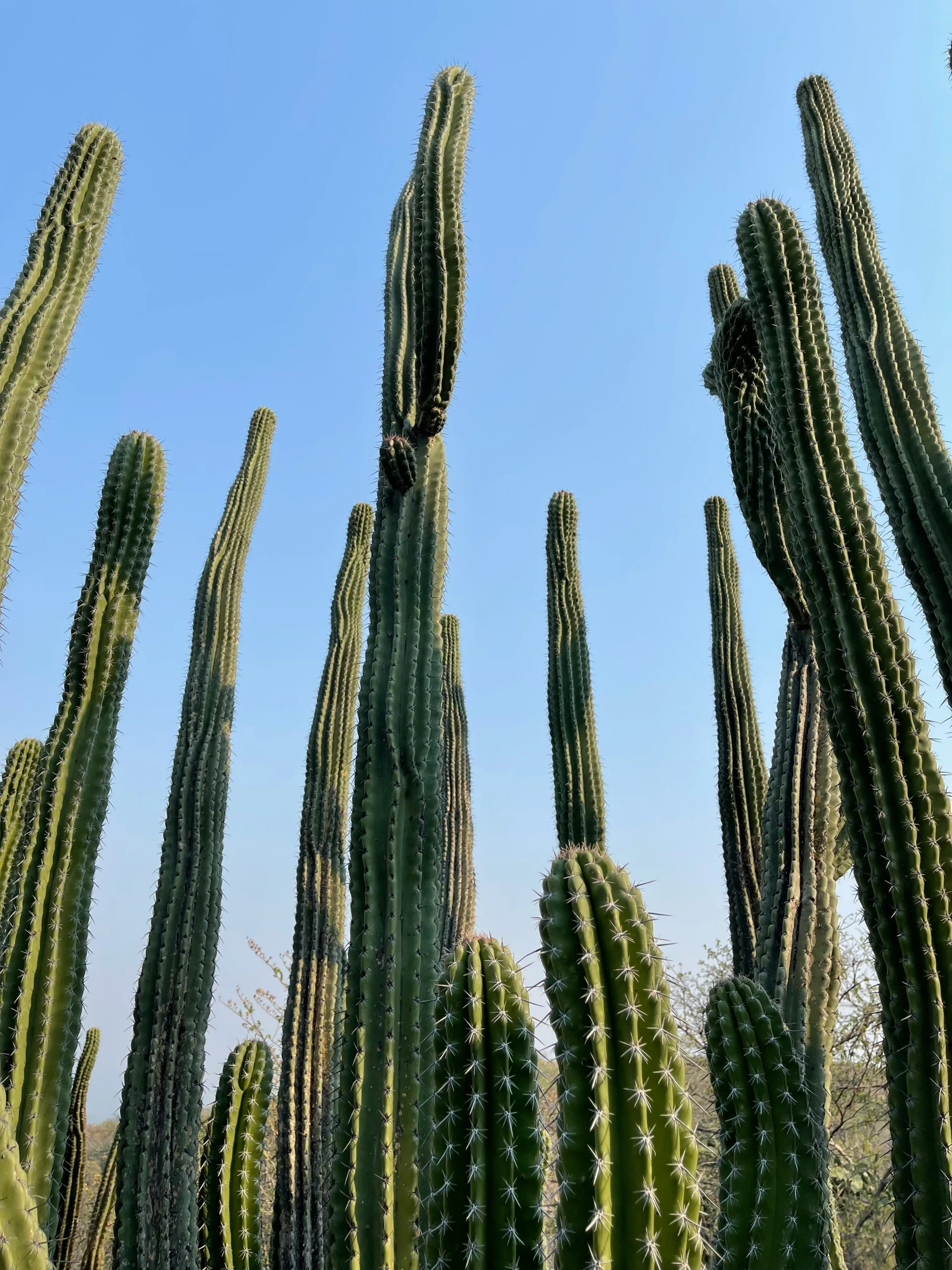 cactuses growing in an arizona desert under a blue sky