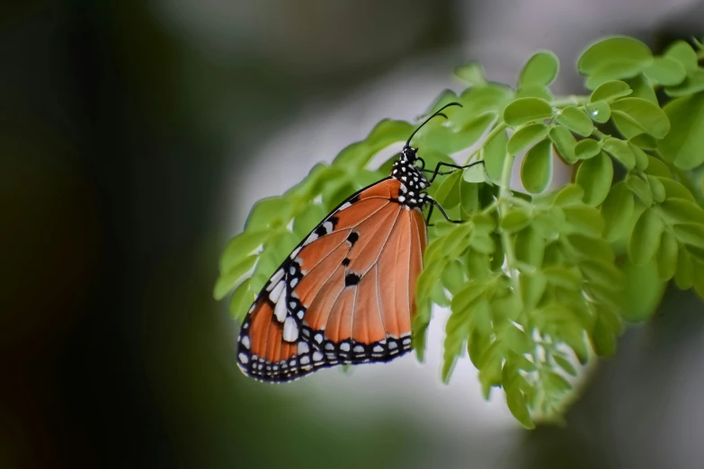 an orange erfly is resting on the green leaf