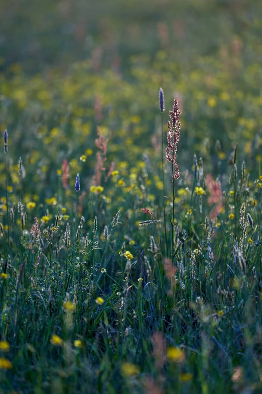 a bunch of wildflowers that are in the grass