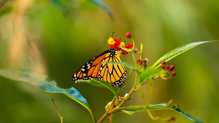 a small erfly perched on a flower