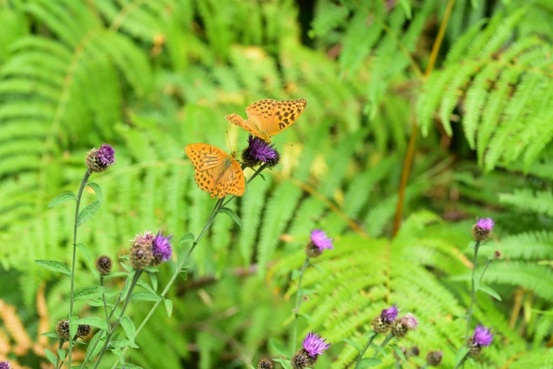 two erfly on some purple and white flowers