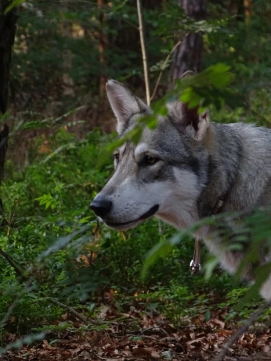 a gray wolf is walking through a forest