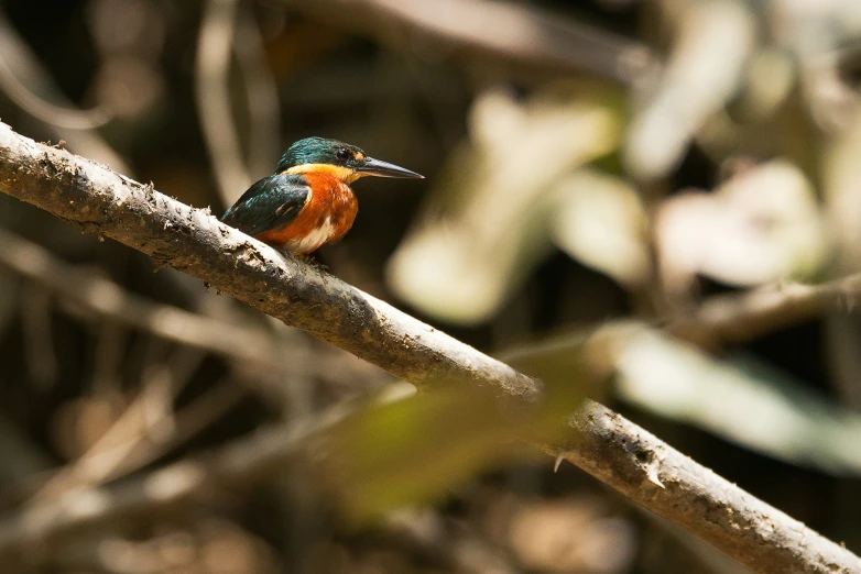 a small bird perched on a tree nch