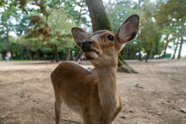 a deer staring up with trees in the background