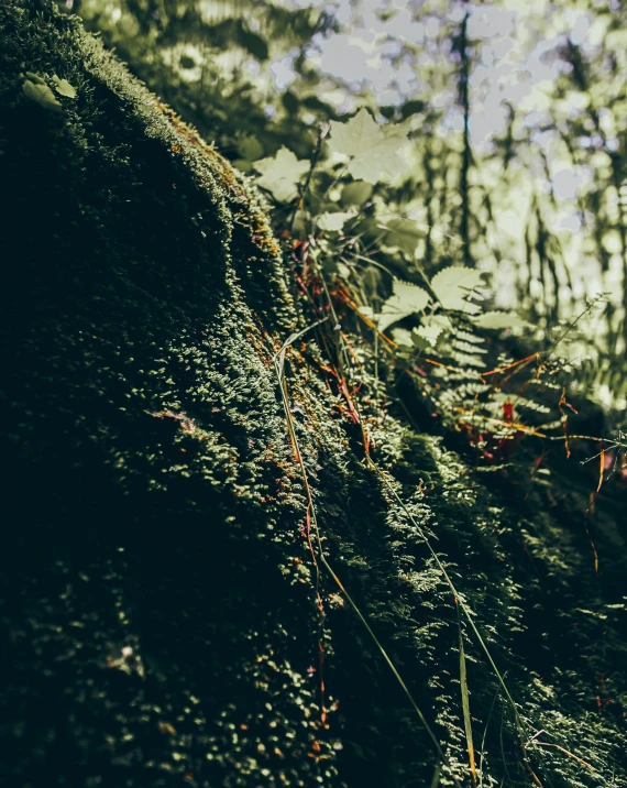 there is a bear in the forest with green plants