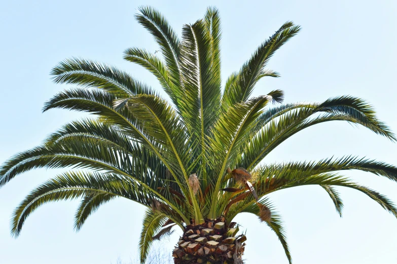 a palm tree in a blue sky is not moving