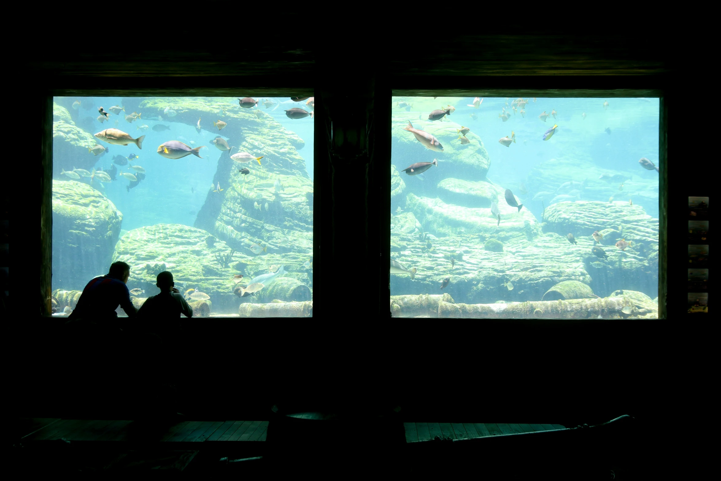 a aquarium full of fish while silhouetted against windows