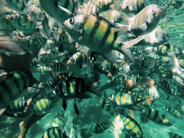 a school of fish swims along a sea floor