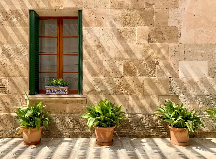 plants and flowers on the sidewalk near a window