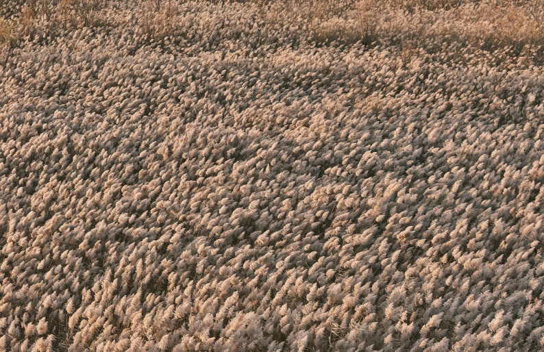 an aerial view of a desert covered in grass