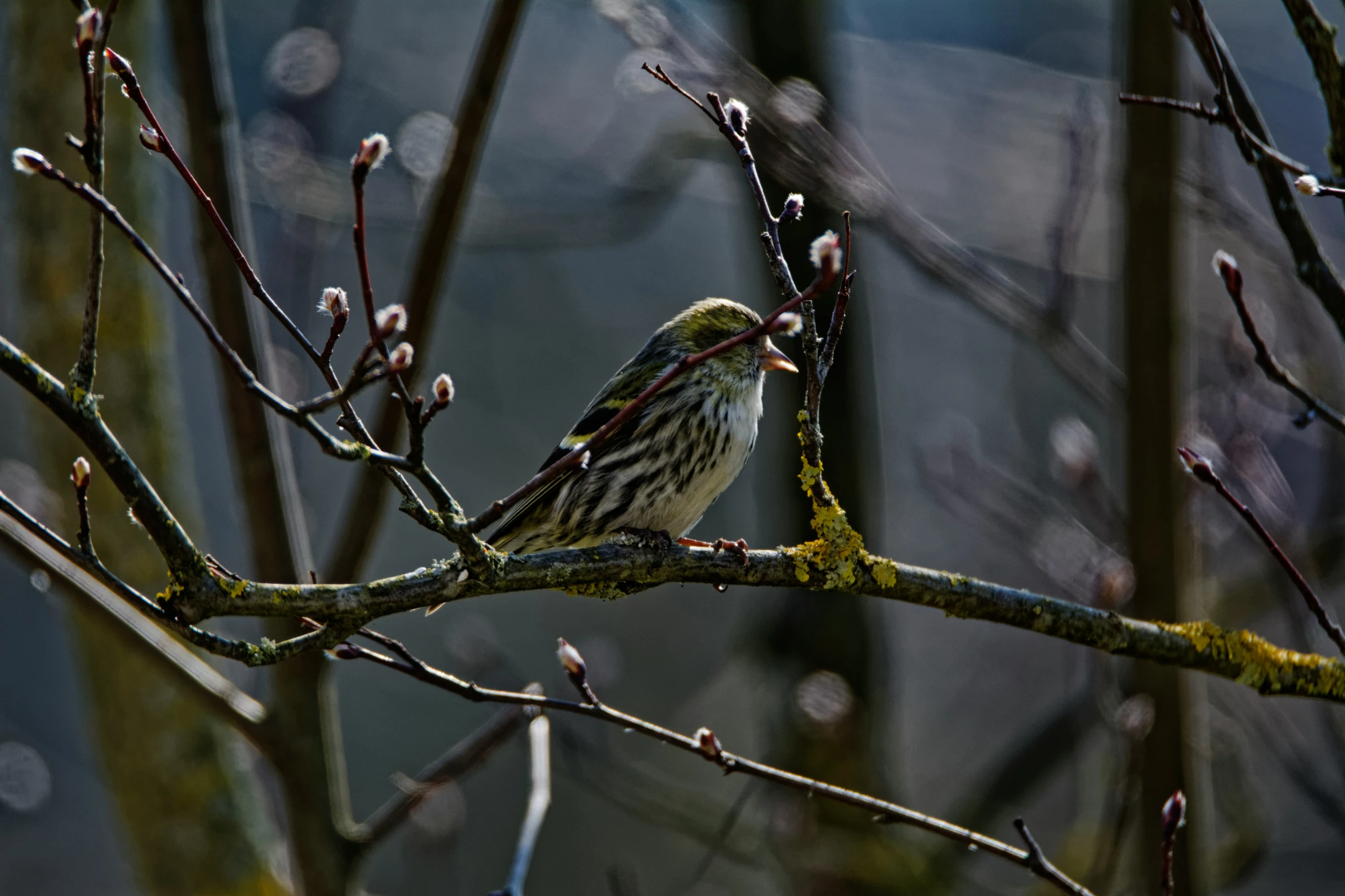 bird sitting in the middle of a bare tree