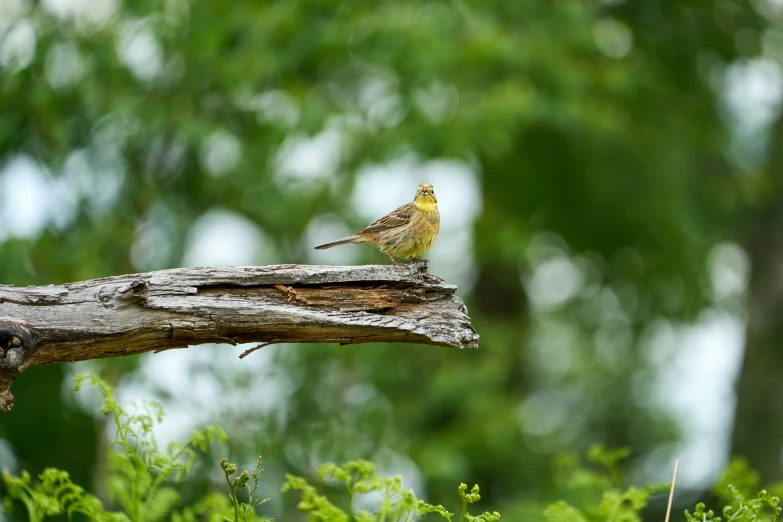 a small bird perched on top of a wooden nch