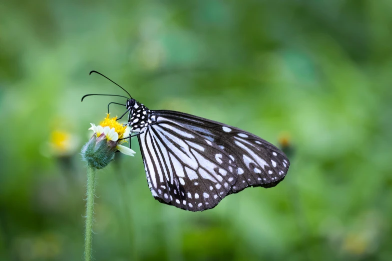 a erfly is flying around a flower outside