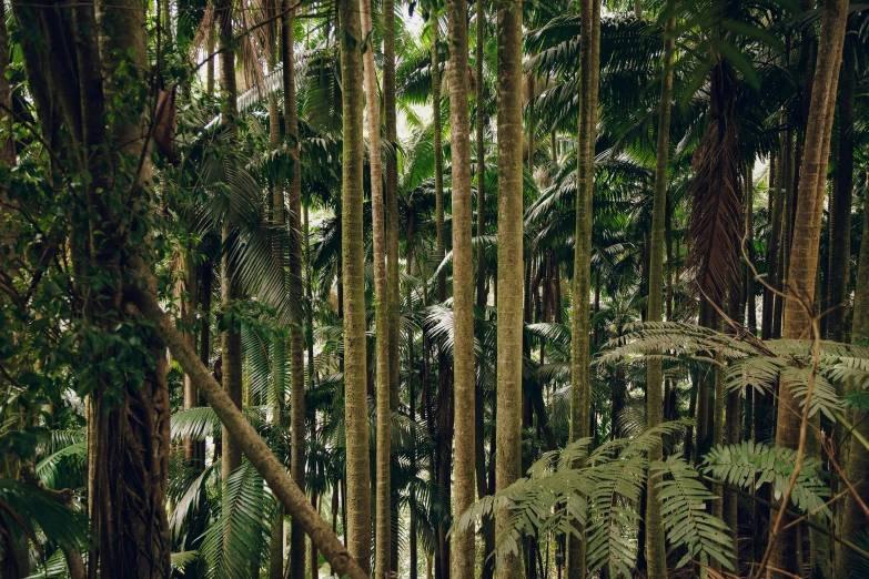 a lush green forest filled with lots of trees