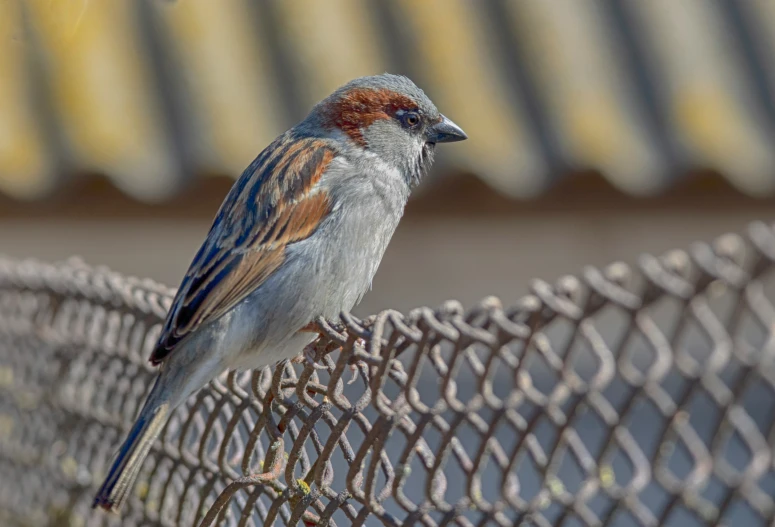 a bird standing on a metal grate near some grass