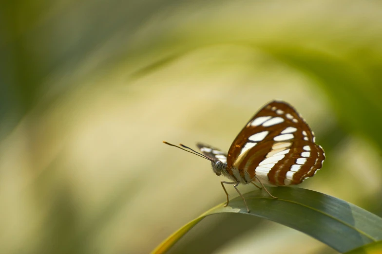 an orange and white striped erfly sitting on a blade