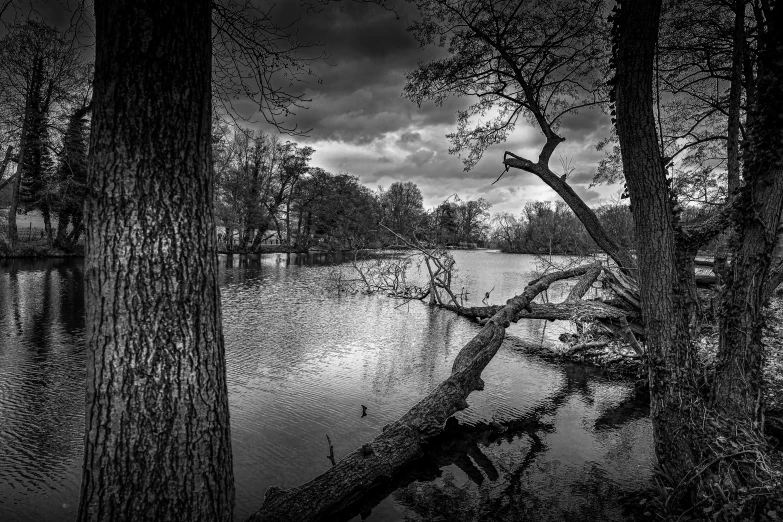 trees are leaning against the water, and dark clouds hovers overhead