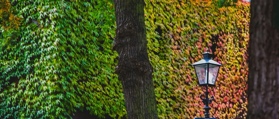 a lamp is sitting in front of a lush tree