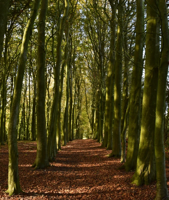 an area with several tall trees in a forest