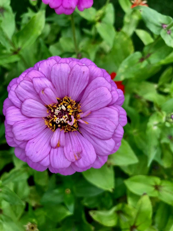 some purple flowers in some green plants with purple flowers