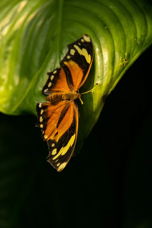 a yellow and black striped erfly rests on a leaf