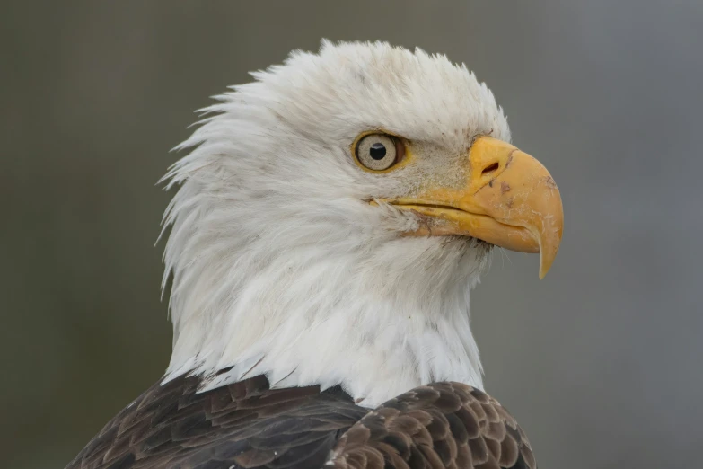 close up of an eagle head looking at soing with a neutral background